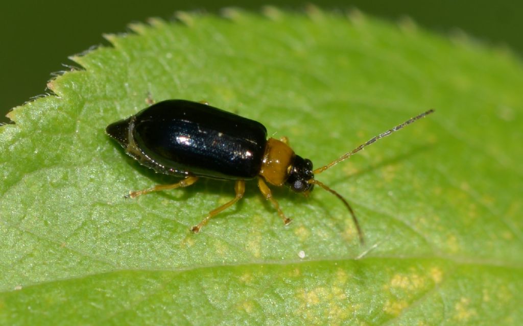 Hypebaeus flavicollis? No, Chrysomelidae, Luperus sp.